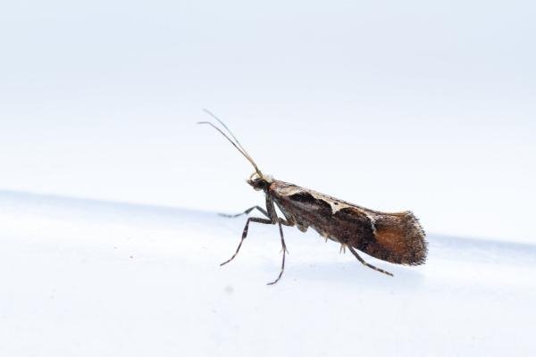 Rhigognostis incarnatella, adult. Comb Bridges, 25-07-2024. Copyright Christopher Blakey. Rhigognostis incarnatella, adult. Comb Bridges, 25-07-2024. Copyright Christopher Blakey.