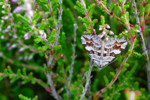 Manchester Treble-bar (Carsia sororiata), adult. Muggleswick Park, 28-07-2024. Copyright Christopher Blakey. Manchester Treble-bar (Carsia sororiata), adult. Muggleswick Park, 28-07-2024. Copyright Christopher Blakey.