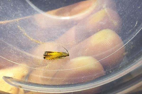 Pammene aurita, adult. Hardwick Park, 30-07-2024. Copyright Christopher Blakey. Pammene aurita, adult. Hardwick Park, 30-07-2024. Copyright Christopher Blakey.