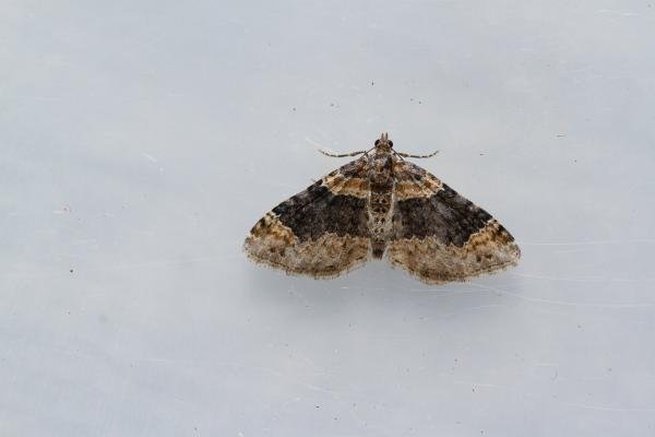 Dark-barred Twin-spot Carpet (Xanthorhoe ferrugata), adult. Taken outside Durham (Mid Ebudes), 08-08-2024. Copyright Christopher Blakey. Dark-barred Twin-spot Carpet (Xanthorhoe ferrugata), adult. Taken outside Durham (Mid Ebudes), 08-08-2024. Copyright Christopher Blakey.