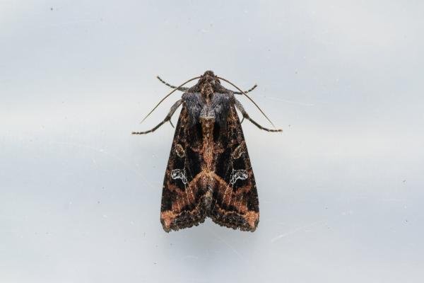 Crescent (Helotropha leucostigma), adult. Taken outside Durham (Mid Ebudes), 08-08-2024. Copyright Christopher Blakey. Crescent (Helotropha leucostigma), adult. Taken outside Durham (Mid Ebudes), 08-08-2024. Copyright Christopher Blakey.