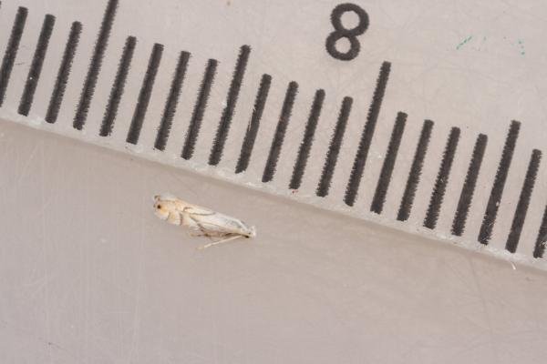 Phyllonorycter harrisella, adult. Waldridge Fell, 24-08-2024. Copyright Christopher Blakey. Phyllonorycter harrisella, adult. Waldridge Fell, 24-08-2024. Copyright Christopher Blakey.