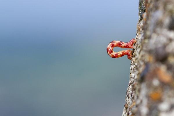 Narrow-winged Pug (Eupithecia nanata), larval. Knitsley Fell, 31-08-2024. Copyright Christopher Blakey.