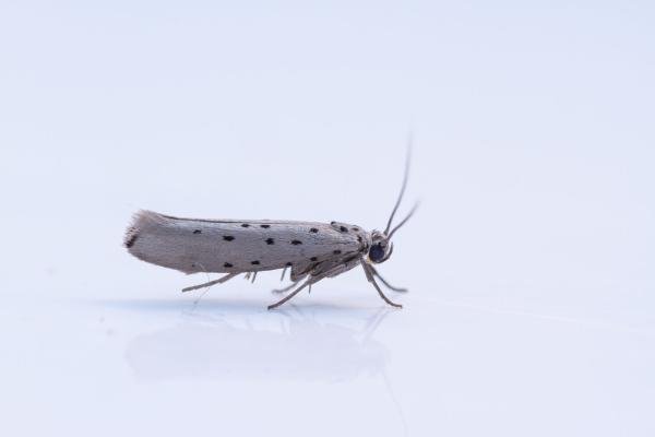 Orchard Ermine (Yponomeuta padella), adult. Limekiln Gill, 11-09-2024. Copyright Christopher Blakey. Orchard Ermine (Yponomeuta padella), adult. Limekiln Gill, 11-09-2024. Copyright Christopher Blakey.