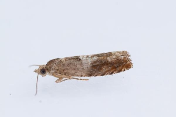 Nut Bud Moth (Epinotia tenerana), adult. Waldridge Fell, 17-10-2024. Copyright Christopher Blakey. Nut Bud Moth (Epinotia tenerana), adult. Waldridge Fell, 17-10-2024. Copyright Christopher Blakey.