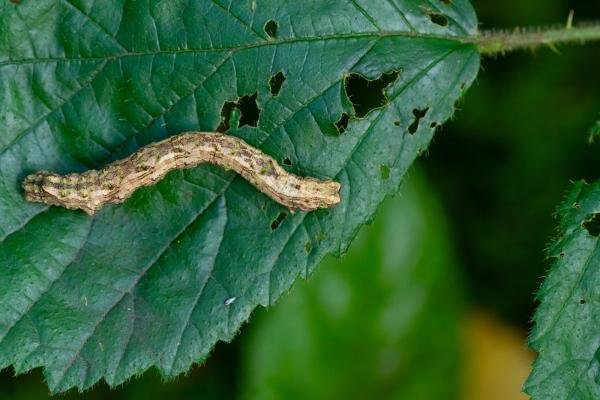 Scalloped Hazel (Odontopera bidentata), larval. Edmondsley Wood, 19-10-2024. Copyright Christopher Blakey.