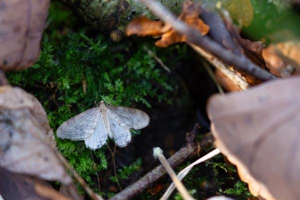 Winter Moth (Operophtera brumata), adult. Waldridge Fell, 31-10-2024. Copyright Christopher Blakey. Winter Moth (Operophtera brumata), adult. Waldridge Fell, 31-10-2024. Copyright Christopher Blakey.