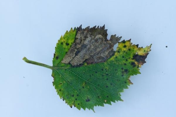 Ectoedemia minimella, mine, N/A. Waldridge Fell, 31-10-2024. Copyright Christopher Blakey. Ectoedemia minimella, mine, N/A. Waldridge Fell, 31-10-2024. Copyright Christopher Blakey.