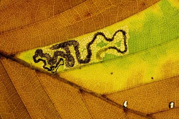 Stigmella tityrella, larval. Waldridge Fell, 31-10-2024. Copyright Christopher Blakey.