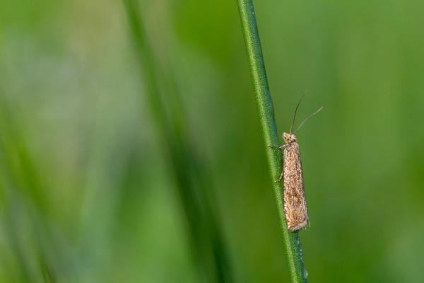 Bactra lancealana, adult. Waldridge Fell, 13-06-2025. Copyright Christopher Blakey.