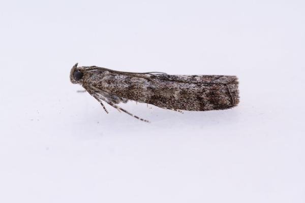 Dioryctria simplicella, adult. West Moor Plantation, 17-06-2025. Copyright Christopher Blakey.