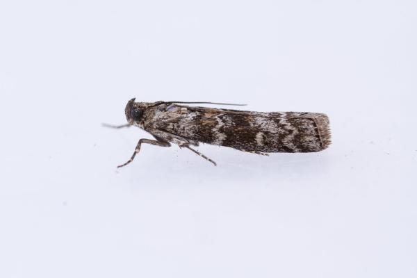 Dioryctria abietella, adult. West Moor Plantation, 17-06-2025. Copyright Christopher Blakey.