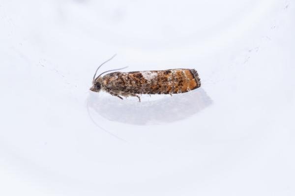 Epinotia rubiginosana, adult. West Moor Plantation, 17-06-2025. Copyright Christopher Blakey.