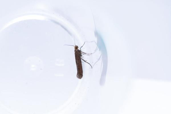 Prays ruficeps, adult. West Moor Plantation, 17-06-2025. Copyright Christopher Blakey.