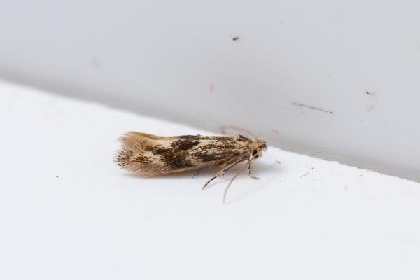 Bucculatrix demaryella, adult. West Moor Plantation, 17-06-2025. Copyright Christopher Blakey.