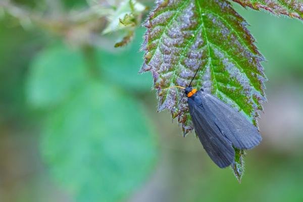 Red-necked Footman (Atolmis rubricollis), adult. West Moor Plantation, 19-06-2025. Copyright Christopher Blakey.