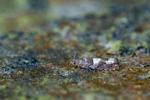 Epinotia demarniana, adult. West Moor Plantation, 19-06-2025. Copyright Christopher Blakey.