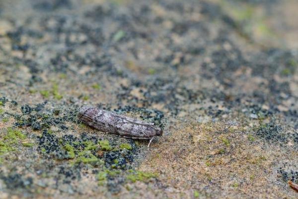 Dioryctria simplicella, adult. West Moor Plantation, 19-06-2025. Copyright Christopher Blakey.