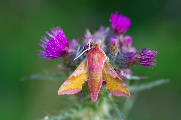 Small Elephant Hawk-moth (Deilephila porcellus), adult. West Moor Plantation, 19-06-2025. Copyright Christopher Blakey.
