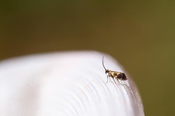 Micropterix aruncella, adult. West Moor Plantation, 19-06-2025. Copyright Christopher Blakey.
