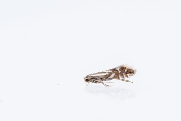 Phyllonorycter rajella, adult. Framwellgate Moor, 01-07-2025. Copyright Christopher Blakey.