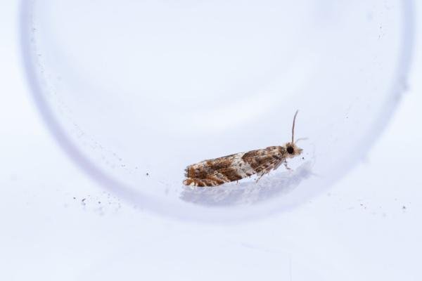 Epinotia abbreviana, adult. Castle Eden Dene, 06-07-2025. Copyright Christopher Blakey.
