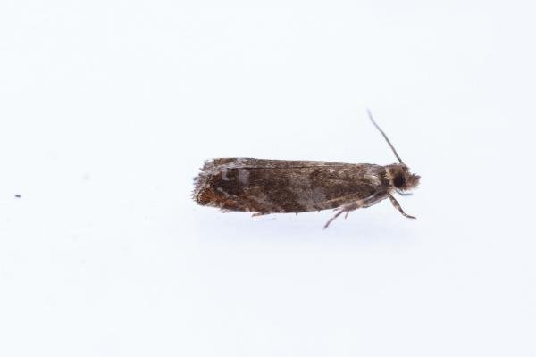 Epinotia abbreviana, adult. Castle Eden Dene, 06-07-2025. Copyright Christopher Blakey.