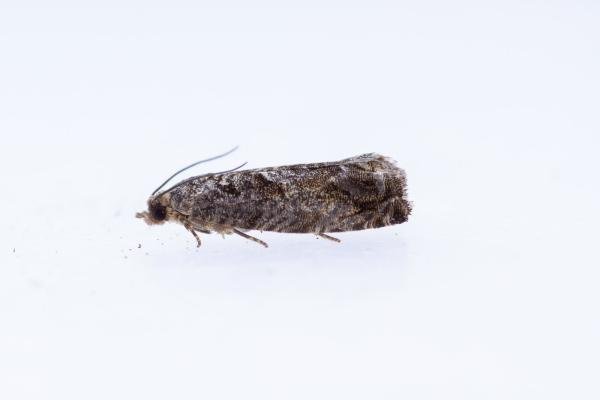 Cydia fagiglandana, adult. Hardwick Park, 09-07-2025. Copyright Christopher Blakey.