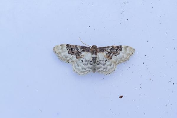Least Carpet (Idaea rusticata), adult. Taken outside Durham (Oxfordshire), 14-07-2025. Copyright Christopher Blakey.