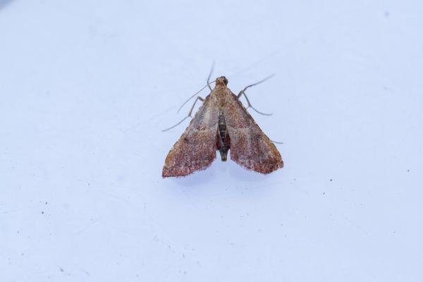 Endotricha flammealis, adult. Taken outside Durham (Oxfordshire), 14-07-2025. Copyright Christopher Blakey.