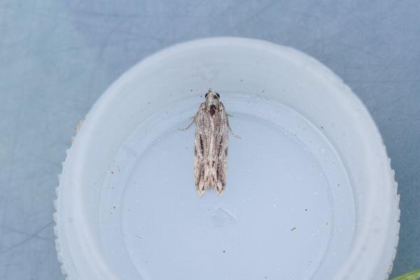 Anarsia innoxiella, adult. Taken outside Durham (Oxfordshire), 17-07-2025. Copyright Christopher Blakey.