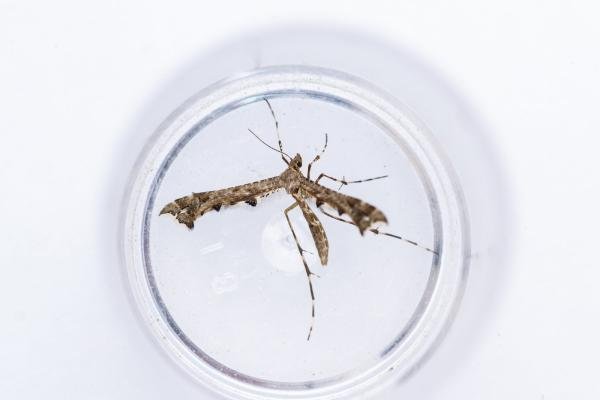 Brindled Plume (Amblyptilia punctidactyla), adult. Comb Bridges, 31-07-2025. Copyright Christopher Blakey.