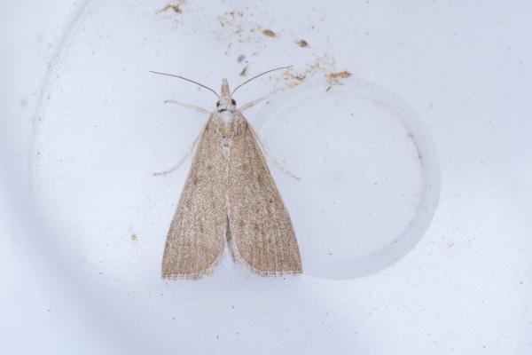 Calamotropha paludella, adult. Hardwick Park, 13-08-2025. Copyright Christopher Blakey.