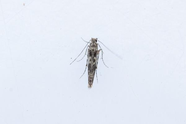 Batrachedra praeangusta, adult. Hardwick Park, 13-08-2025. Copyright Christopher Blakey.