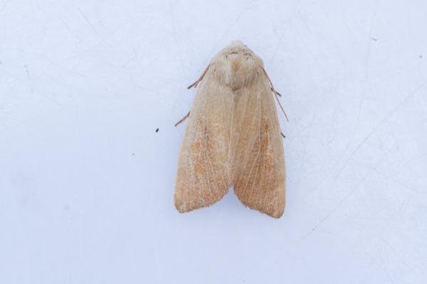 Fen Wainscot (Arenostola phragmitidis), adult. Hardwick Park, 13-08-2025. Copyright Christopher Blakey.