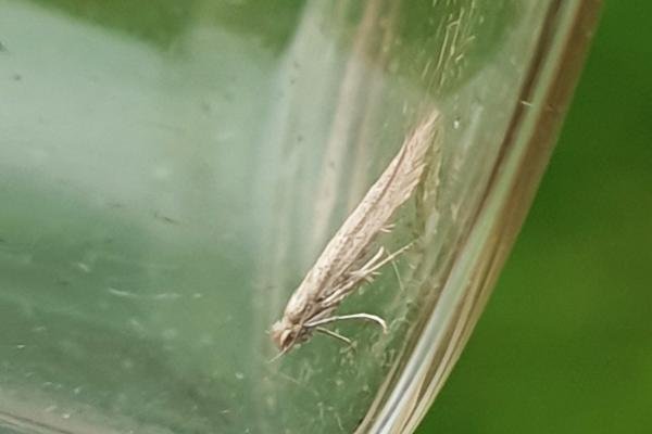 Bedellia somnulentella, adult. Darlington, 10-10-2023. Copyright Chris Bell.