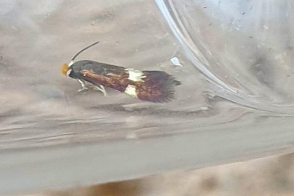 Bohemannia quadrimaculella, adult. Darlington, 12-07-2025. Copyright Chris Bell.