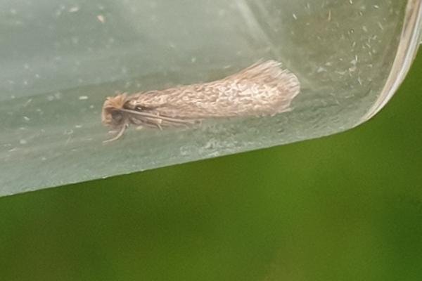 Common Clothes Moth (Tineola bisselliella), adult. Darlington, 10-10-2023. Copyright Chris Bell.