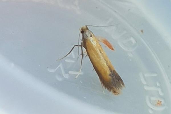 Coptotriche marginea, adult. Darlington, 02-08-2025. Copyright Chris Bell.