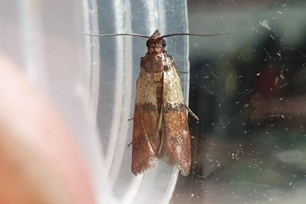 Indian Meal Moth (Plodia interpunctella), adult. Darlington, 15-09-2024. Copyright Chris Bell.