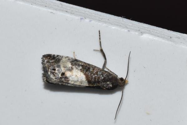 Notocelia cynosbatella, adult. Darlington, 03-06-2024. Copyright David Phillips.