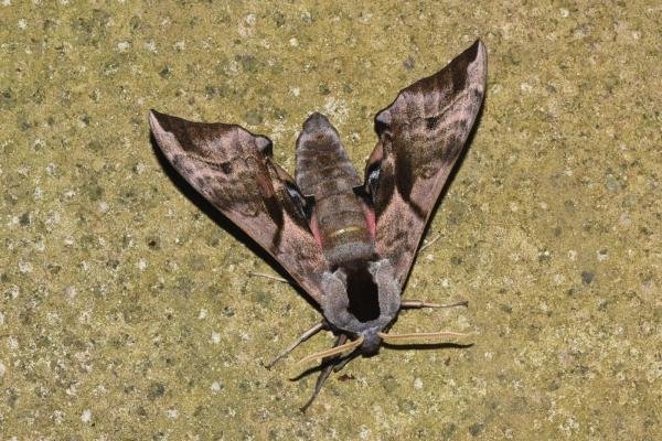 Eyed Hawk-moth (Smerinthus ocellata), adult. Darlington, 25-05-2024. Copyright David Phillips.