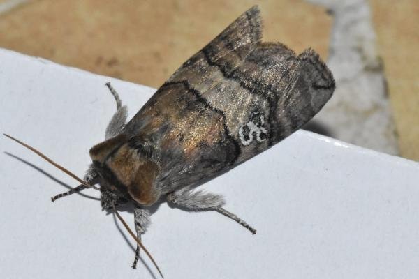 Figure of Eighty (Tethea ocularis), adult. Darlington, 24-05-2025. Copyright David Phillips.