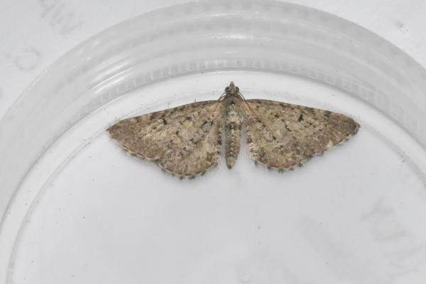 Freyer's Pug (Eupithecia intricata), adult. Darlington, 07-06-2025. Copyright David Phillips.