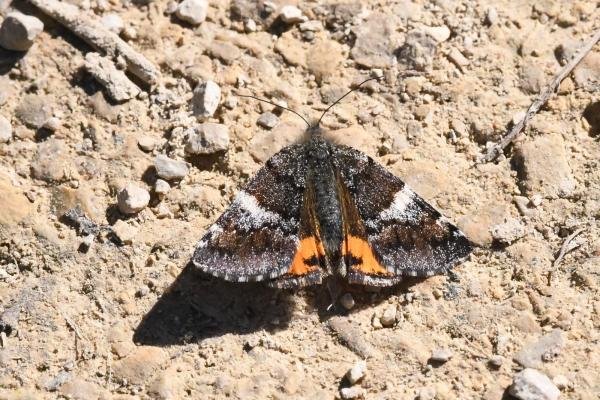 Orange Underwing (Archiearis parthenias), adult. Darlington, 06-04-2025. Copyright David Phillips.