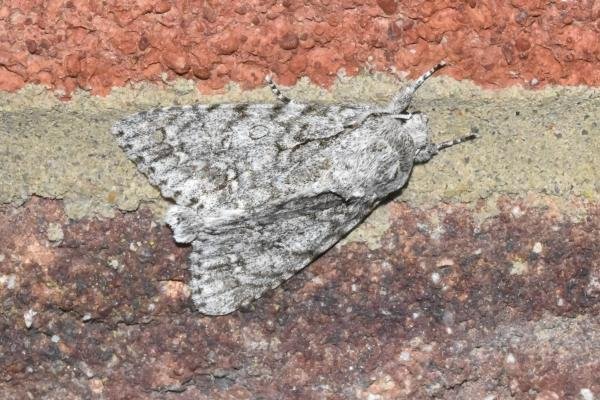 Sycamore (Acronicta aceris), adult. Darlington, 25-05-2025. Copyright David Phillips.