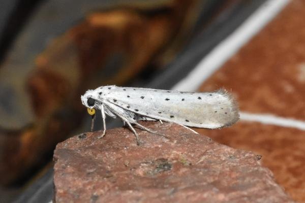 Willow Ermine (Yponomeuta rorrella), adult. Darlington, 15-08-2024. Copyright David Phillips.