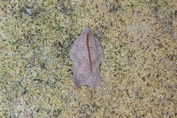 Acleris emargana, adult. Stockton, 09-09-2023. Copyright Ed Pritchard. Acleris emargana, adult. Stockton, 09-09-2023. Copyright Ed Pritchard.
