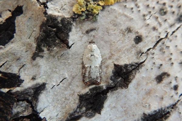 Garden Rose Tortrix (Acleris variegana), adult. Saltholme, 20-09-2019. Copyright Ed Pritchard. Garden Rose Tortrix (Acleris variegana), adult. Saltholme, 20-09-2019. Copyright Ed Pritchard.