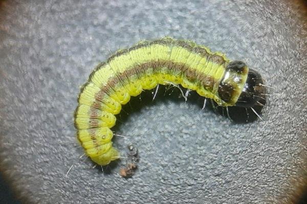 Acrobasis advenella, larval. Saltholme, 26-04-2023. Copyright Ed Pritchard.